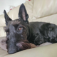Image for article titled Open Channel: Show Us Your Pets, Nerds